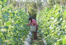 Tujuh Cara Membuat Kebun Pare