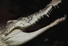 Fakta Unik Lidah pada Hewan Buaya