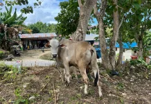 Sapi Kurban Presiden Tiba di Masjid Agung Fakfak
