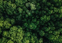 Sepuluh Manfaat Hutan Tropis untuk Kehidupan dan Kelestarian Alam