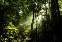 Tujuh Manfaat Hutan bagi Kehidupan Manusia dan Lingkungan yang Jarang Disadari