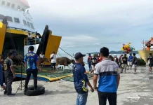 Distribusi Sapi Kurban Menjelang Iduladha Diawasi Ketat KSOP