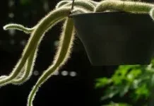 Kaktus Ekor Monyet: Tanaman Unik dengan Rambut Putih Menjuntai