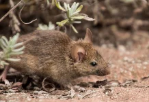 Fakta Unik Tikus Gurun (Gerbil) yang Jarang diketahui