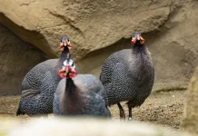 Mengenal Ayam Mutiara, Unggas Unik Asal Afrika