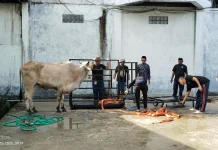 Masjid Al-Munawarah Fakfak Terima Sepuluh Ekor Hewan Kurban