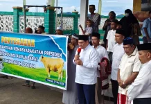 Bupati Fakfak Serahkan Sapi Kurban Bantuan Presiden Indonesia
