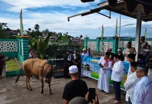 Ketua Masjid Agung Terima Sapi Kurban Presiden Indonesia
