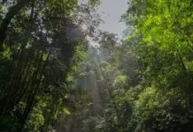 Beberapa Alasan dan Cara Menjaga Keanekaragaman Hayati