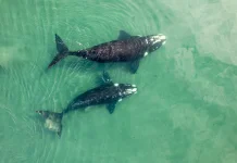 Seperti Apa Anak Ikan Paus diberisusu dari Induknya