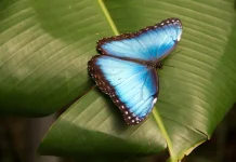 Fakta Menarik Kupu-Kupu Large Blue di Sarang Semut