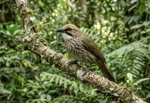 Simak Fakta Menarik Burung Cucak Rowo