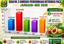 Perdagangan Pala Fakfak Meningkat, Retribusi Mei Naik 18 Persen