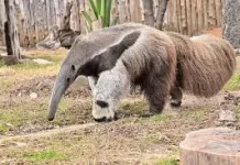 Mengenal Hewan Anteater