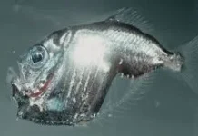 Hatchetfish: Ikan Laut dalam Berbentuk Kapak