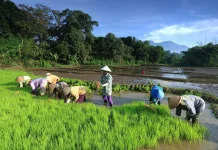 Mengapa Ketahanan Pangan Menjadi Isu Penting di tengah Perubahan Iklim?