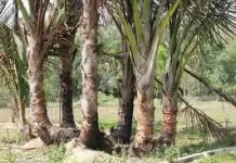 Sagu, Warisan Pangan Nusantara yang Kaya Manfaat