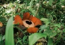 Flora Endemik Indonesia, Kekayaan Hayati yang Mendunia
