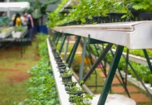 Pemanfaatan Teknologi Pertanian untuk Meningkatkan Produksi Pangan