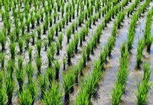 Ketahanan Pangan dan Pentingnya Kemandirian Pangan bagi Indonesia