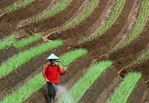 Peran Petani dalam Memperkuat Ketahanan Pangan Indonesia