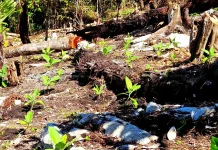 Pengembangan Tembakau Negeri Perkuat Ekonomi dan Budaya Masyarakat Fakfak