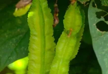 Banyak Manfaat yang Dikandung Sayur Kecipir Bagi Tubuh