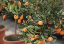 Pohon Buah dalam Pot