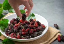 Kandungan dan Manfaat Buah Murbei baik untuk Tubuh
