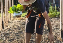 Delapan Cara Mengatur Sistem Kebun Sayur dan Ternak yang Saling Menguntungkan