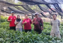 Puluhan Ribu Bibit Pala Tomandin Kantongi Sertifikat Mutu