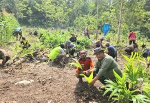 Dari Kampung Kiat, Gerakan Pelestarian Pinang Endemik Fakfak Dimulai