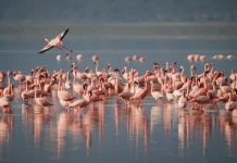 Mengapa Flamingo Berwarna Merah Muda?