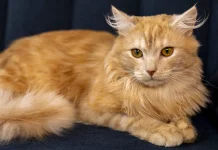 Fakta Menarik Ras Kucing Somali, Hewan Cerdas yang Punya Umur Panjang