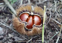 Mengenal Berbagai Fakta Unik Kacang Kastanye