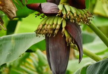 Cara Mengolah Jantung Pisang agar Lezat dan Tidak Sepat