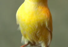Fakta Unik Burung Kenari yang Menarik untuk Diketahui
