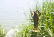 Udang Air Tawar: Potensi, Jenis, dan Cara Budidaya