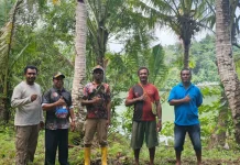 Pendataan CPCL Peremajaan Kelapa Dimulai, Pemkab Fakfak Targetkan 75 Hektare