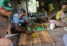 Pemkab Fakfak Perkuat Pelestarian Tembakau Negeri sebagai Warisan Leluhur