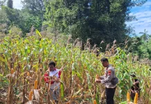 Sinergi Polri dan Petani Berbuah Hasil, Jagung Hibrida Wurkendik Berhasil Dipanen