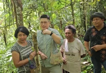 Pohon Pogah Fakfak Curi Perhatian Pelaku Usaha, Berpeluang Tembus Pasar Global