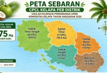Disbun Fakfak Rampungkan Pendataan 107 Petani Calon Peremajaan Kelapa