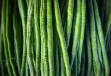 Asal Usul Sayur Kacang Panjang