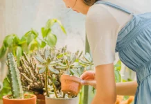 Empat Tips Cara Merawat Kaktus untuk Pemula