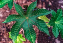 Manfaat Getah Daun Jarak untuk Kesehatan