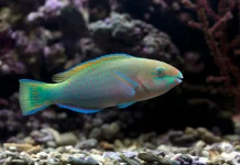 Spesies yang Membantu Mengendalikan Zat Berbahaya di Laut