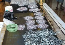Pasokan Berkurang Harga Ikan Pasar Dulan Pokpok Fakfak Melonjak