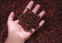 Minum Air Rebusan Cengkeh  Manfaatnya untuk Tubuh
