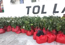 Pemkab Fakfak Mulai Realisasikan Program Pala Unggul di Distrik Karas